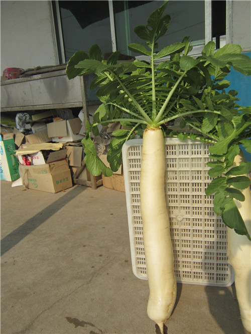 大根原料