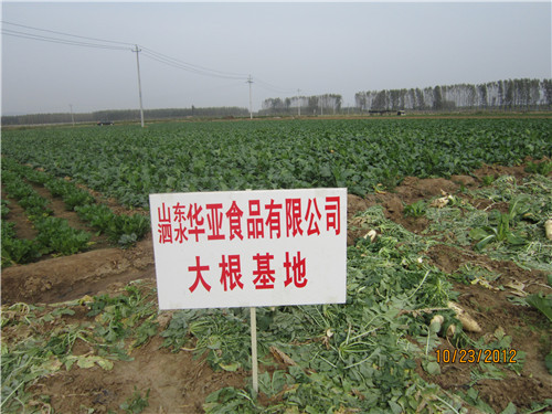 大根基地