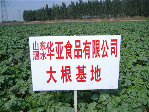 大根基地