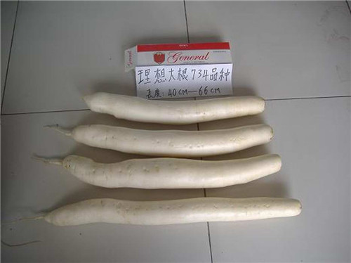大根标准