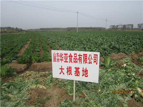 大根基地