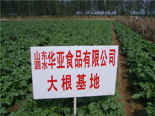 大根基地