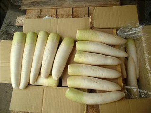 保鲜青首大根
