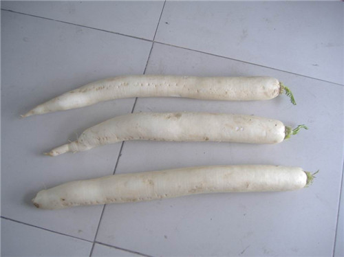 大根原料