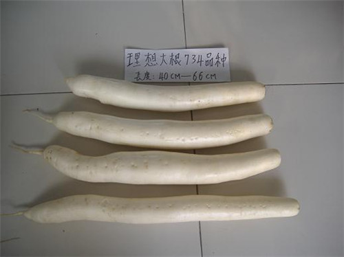 大根规格