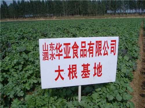 大根基地