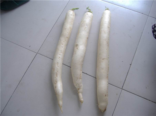大根原料