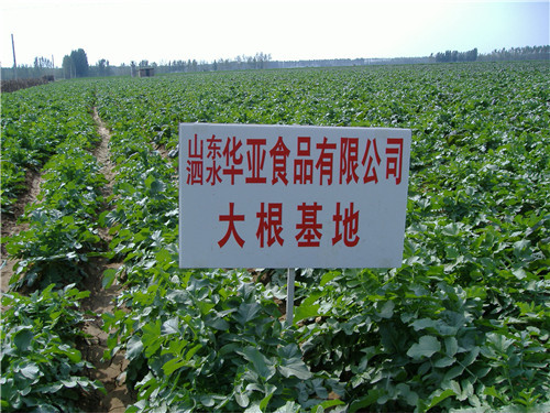 蔬菜