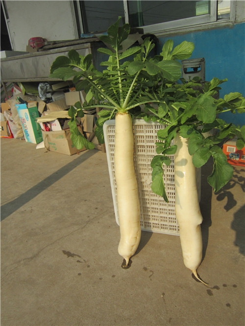 保鲜蔬菜