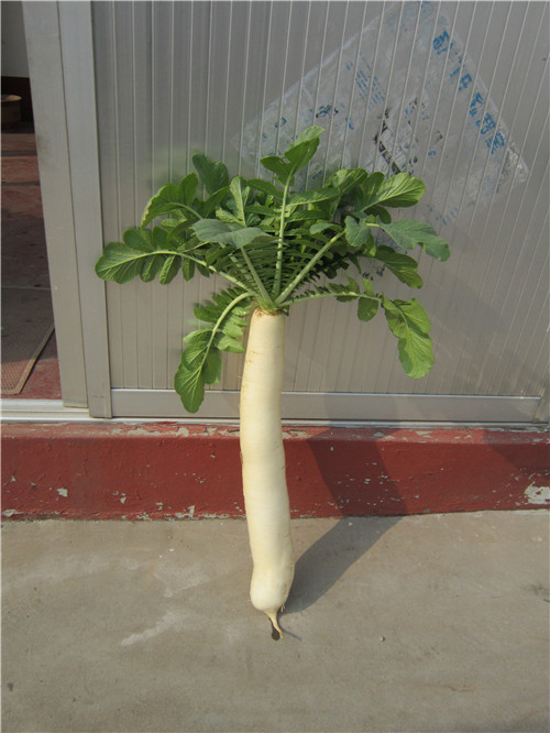 保鲜大根