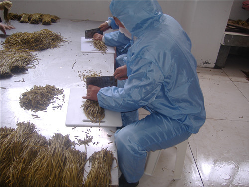 盐渍山芋梗加工