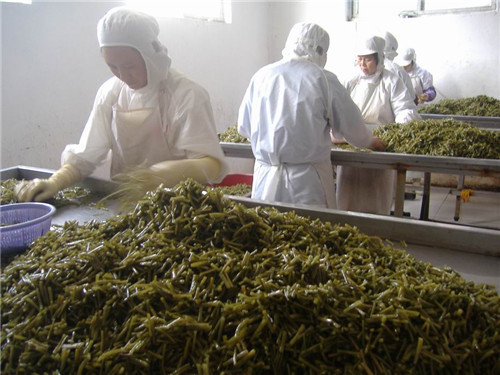 盐渍地瓜梗挑选