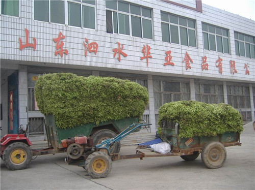 鲜地瓜梗收购