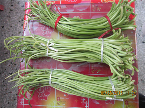 山芋梗原料