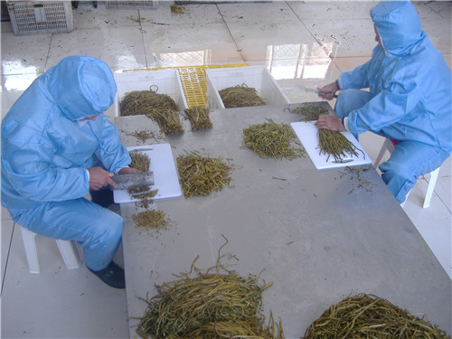 盐渍山芋梗加工