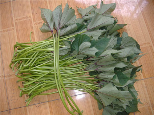 山芋梗原料