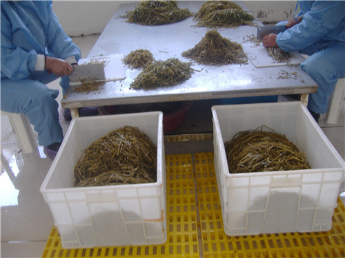 盐渍山芋梗加工