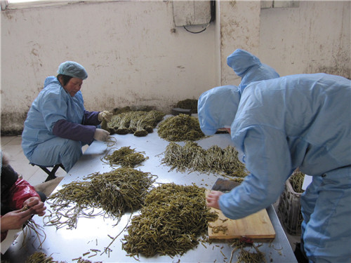 盐渍山芋梗切切段