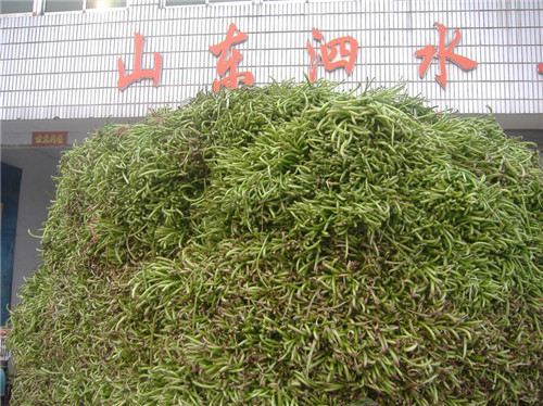 鲜地瓜梗收购