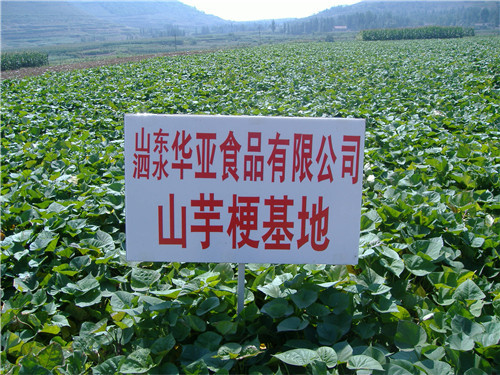 山芋梗基地