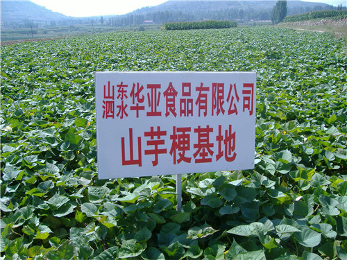 山芋梗基地