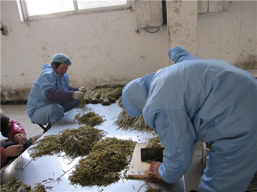 盐渍山芋梗切段