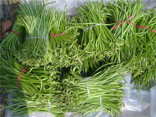 山芋梗原料