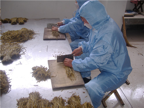 盐渍山芋梗加工