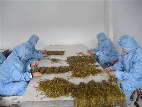 盐渍山芋梗加工