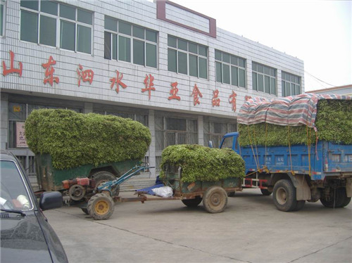 鲜地瓜梗收购