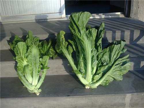 保鲜蔬菜 保鲜蔬菜