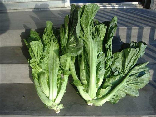 保鲜蔬菜 保鲜蔬菜