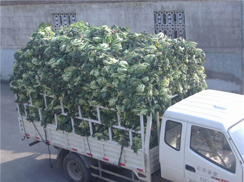 鲜高菜收购