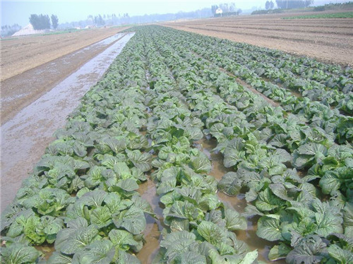 三池高菜基地