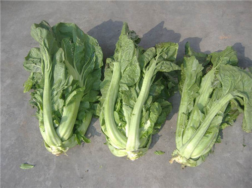 保鲜蔬菜