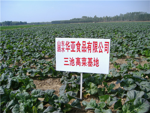三池高菜基地