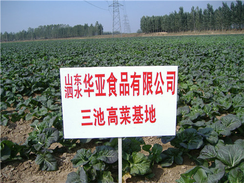 三池高菜基地
