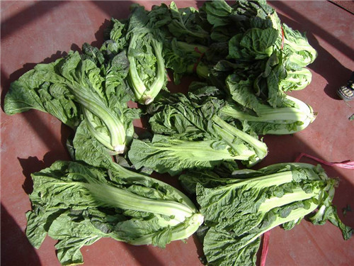 三池高菜原料