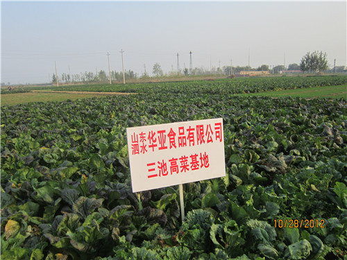 三池高菜基地
