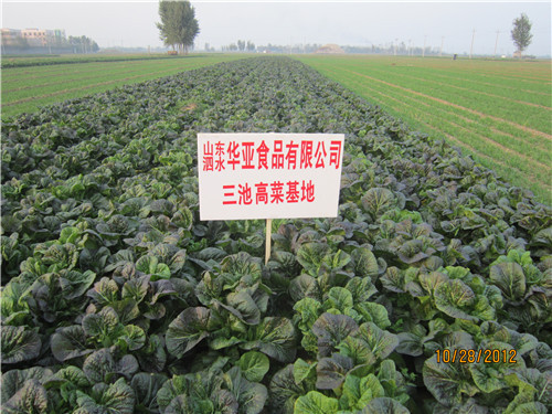 三池高菜基地