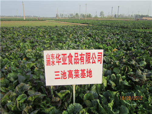 三池高菜基地