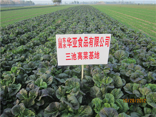 三池高菜基地