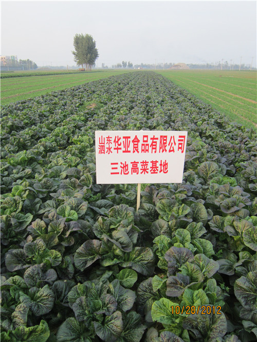 三池高菜基地
