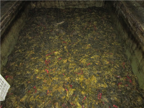 三池高菜切段