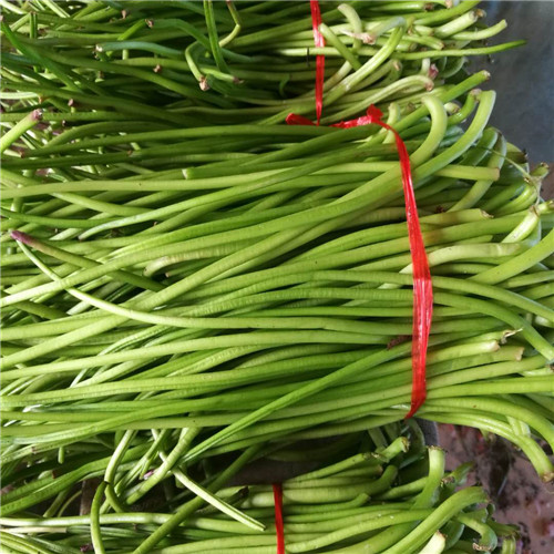保鲜青菜