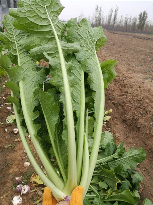 盐渍野沢菜