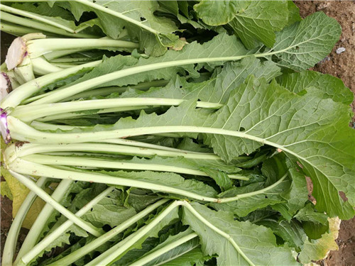 盐渍野沢菜