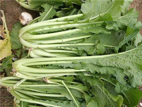 盐渍野沢菜