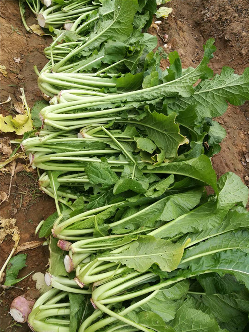 盐渍野沢菜