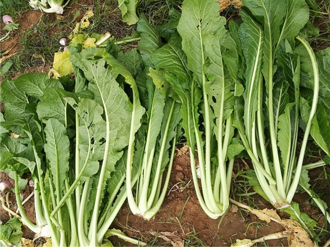 保鲜蔬菜